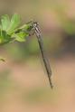 IMG_0122_Coenagrion_puella